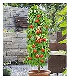 BALDUR Garten Säulen-Nektarine 'Licecol®', 1 Pflanze, Nektarinenbaum, Prunus persica, winterhart, platzsparende Säule für kleine Gärten, Balkone & Terrassen, blühend