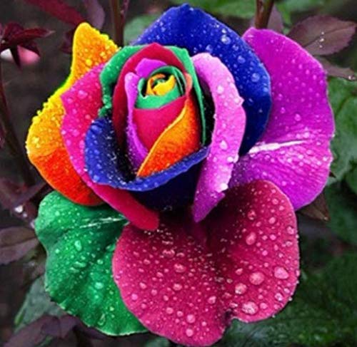 Tomasa Samenhaus- 100 Stück Regenbogen Rose Blumen Samen, mehrjährig winterhart Duftende Rose Samen Blumen Saatgut für Balkon,Garten