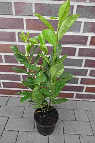 10st. Kirschlorbeer Rotundifolia 60-80cm XXL im Topf buschige Pflanzen Prunus laurocerasus Lorbeer schnellwachsend Heckenpflanzen