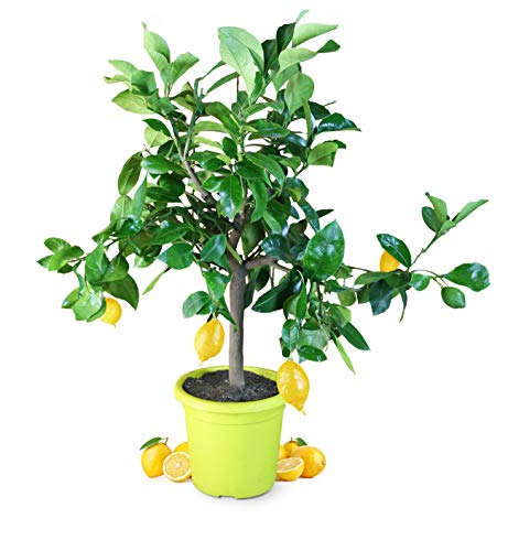 Meine Orangerie Zitronenbaum Piccolo - echte Zitruspflanze - 50 bis 70 cm - veredeltes Zitronenbäumchen im 5 Liter Topf - Citrus Limon - Lemon Tree - Fruchtreife Zitrone in Gärtnerqualität