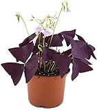 Oxalis triangularis'Mijke' - essbarer Purpur Klee - mit der typischen lila/violetten Kleeblättern - das robuste Trendgewächs 2018