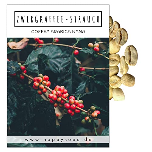Kaffee Samen (Coffea arabica nana, 8 Korn) - Immergrüner Zwergkaffee Strauch mit wunderschönen Blüten für die Anzucht von eigenen Kaffeebohnen