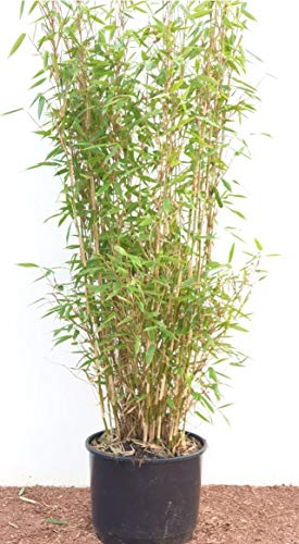 Bambus China Rohrgras Fargesia murielae Jumbo 80 cm hoch im 5 Liter Pflanzcontainer
