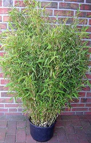 1 Stück Bambus, Fargesia murielae Jumbo, Höhe: 160-170 cm, winterhart, immergrün + Dünger