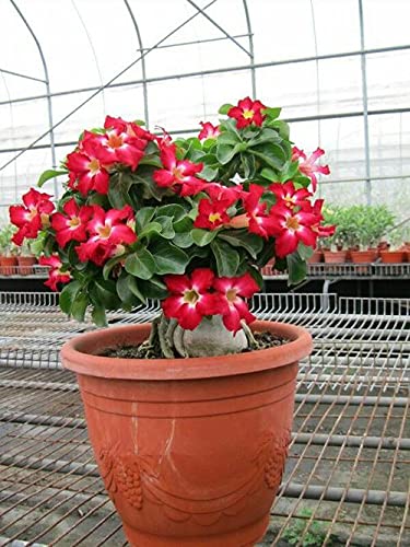 Schöne Farben / Sommerbepflanzung /atemberaubende Blumenbeete-1Rhizome