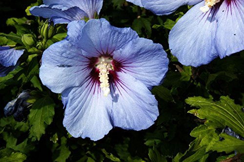 Hibiskus blau-violette Blüte Roseneibisch Blue Bird Hibiscus syriacus Blue Bird Containerware 40-60 cm hoch