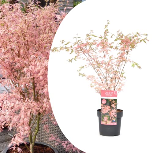 Plant in a Box - Japanischer Ahorn 'Taylor' - Japanischer Ahorn winterhart -''Limited edition'' Acer Baum - Topf 19cm - Höhe 60-70cm