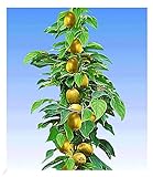 BALDUR Garten Säulen-Kiwi 'Issai', 1 Pflanze, selbstfruchtend Stachelbeer-Kiwi winterharte Obstpflanze, platzsparende Säule für kleine Gärten, Balkone & Terrassen, Actinidia arguta