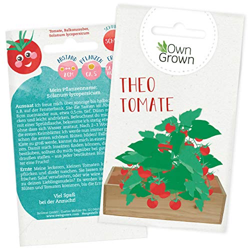 Balkon Tomaten Samen für ca 5x Tomaten Pflanze Theo : Premium Tomatensamen für Kinder und Erwachsene – Gemüse Samen – Garten und Balkontomaten Samen – Gemüse Saatgut für Kids – Saatgut Balkon OwnGrown