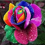 Haloppe 100 Stück Regenbogen-Rosen-Blumen-Pflanzen-Samen für die Bepflanzung des Hausgartens, Regenbogen-Rosen-Samen Jährliche Garten-Blumensamen für den Balkon Saatgut