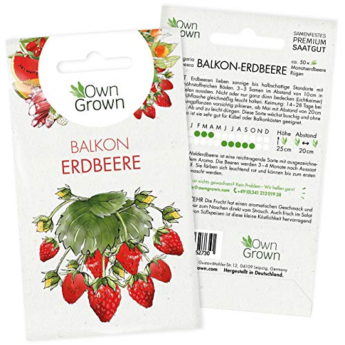 Erdbeeren Samen: Premium Erdbeer Samen für ca. 50 kleine Balkon Erdbeeren Pflanzen zur Aussaat – Balkon Garten Samen zum Pflanzen – Obst Samen und Erdbeerpflanzen Saatgut – Pflanzensamen von OwnGrown