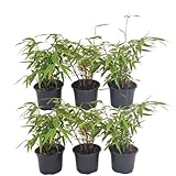 Plants by Frank - 6er-Set Bambuspflanzen - 6 x Fargesia Rufa Ø13 cm - 25 cm - Winterharte Bambuspflanzen - keine Wurzelausläufer