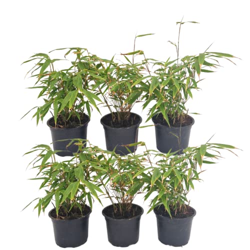 Plants by Frank - 6er-Set Bambuspflanzen - 6 x Fargesia Rufa Ø13 cm - 25 cm - Winterharte Bambuspflanzen - keine Wurzelausläufer