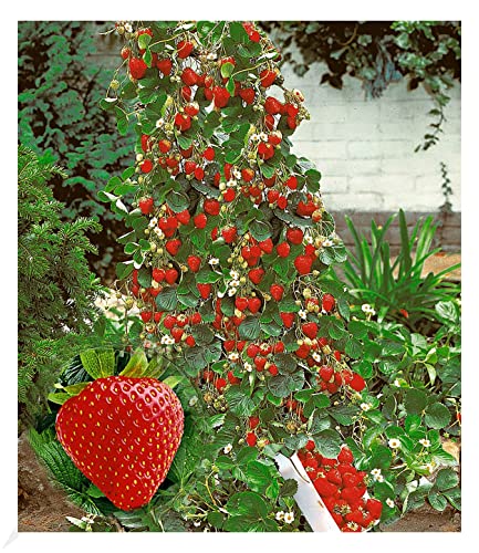 BALDUR Garten Kletter-Erdbeere 'Hummi®', 3 Pflanzen Fragaria Erdbeerbäumchen schnellwachsende und rankende Klettererdbeeren, selbstfruchtend, winterhart, blühend, Fragaria x ananassa