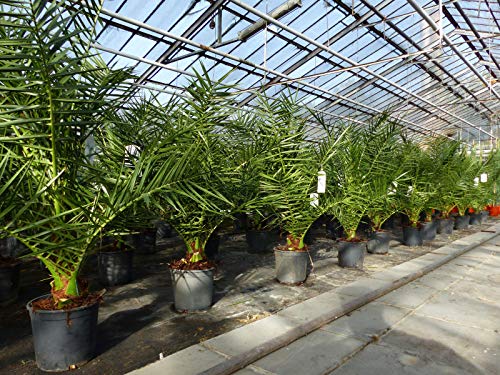 gruenwaren jakubik Palme 90-120 cm, Phoenix canariensis, kanarische Dattelpalme, kräftige Palmen, keine Jungpflanzen