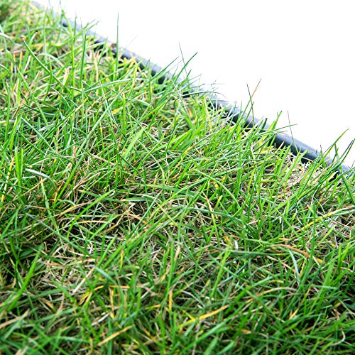 pille gartenwelt Katzengras Katzenwiese Hundewiese echter Rasen ca 60x40 cm inkl Kunststoffschale