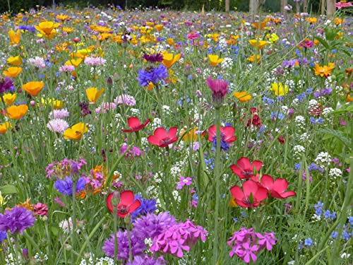 Blumenwiese mit 65 Wildkräuterarten, fünfjährige Bienenweide, insektenfreundliche Blühwiese, wilde mehrjährige winterharte Samenmischung für Bienen Hummeln und Schmetterlinge, Blumenwiesen (20qm)