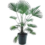 Wagnerpalme - Hanfpalme - Trachycarpus wagnerianus - Gesamthöhe 130-150 cm - Topf Ø 32 cm