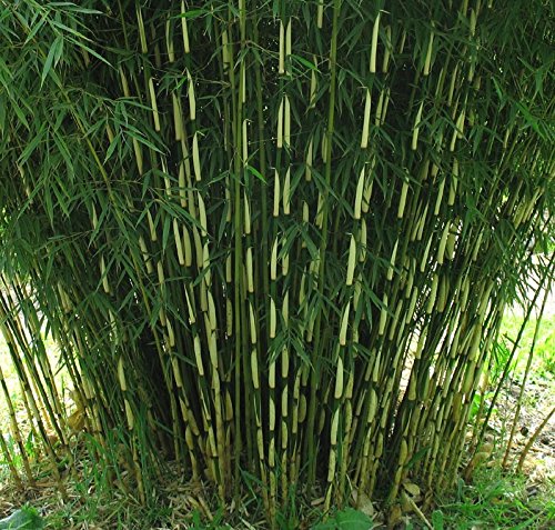1 x Fargesia robusta ‚Pingwu' 60-70cm (GartenBambus) C2 BLICKFANG SCHÖNHEIT