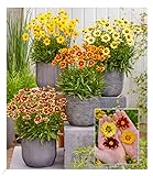BALDUR Garten Coreopsis Solar Mix,4 Pflanzen, winterharte Staude, mehrjährig, bienenfreundlich und schmetterlingsfreundlich, pflegeleicht, für Standort in der Sonne geeignet, blühend