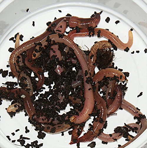 Feeders & more 60 Stück klein - mittlere Rotwurm Dendrobena Angelköder Kompostwürmer Angelwurm