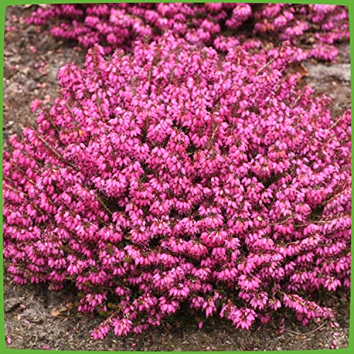 Winterheide - rot - Erica carnea - mit purpur-roten, feurigen Blüten - Schneeheide Winterblüher Heide-Pflanze - von Garten Schlüter - Pflanzen in Top Qualität