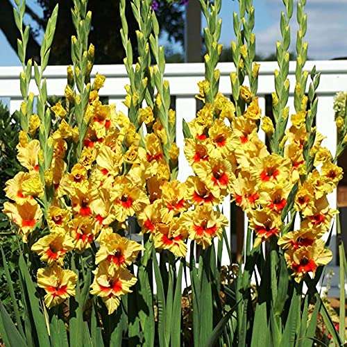 Gladiolus | Gladiolus zwiebeln | Sommerblumen / Sommerbepflanzung / wunderschöne Gartendekoration-20knollen