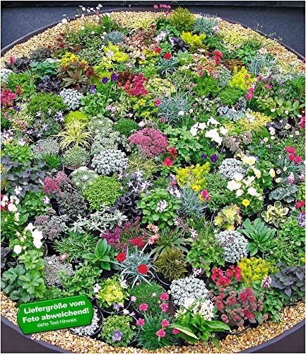 BALDUR-GartenSteingarten-Stauden-Mix 10 Pflanzen winterhart Grasnelke, niedrige Glockenblumen, leuchtendes Carex und attraktive Sedum-Arten
