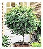 BALDUR Garten Kugel-Akazien-Stämmchen, 1 Pflanze, Robinia pseudoacaia Umbraculifera, dekorativ, winterhart, pflegeleicht, für Standort im Schatten geeignet