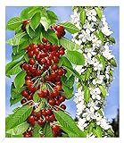 BALDUR Garten Säulen-Süßkirschen 'Sylvia®', 1 Pflanze, Kirschbaum, Prunus avium, Säulenobst, winterhart, platzsparende Säule für kleine Gärten, Balkone & Terrassen