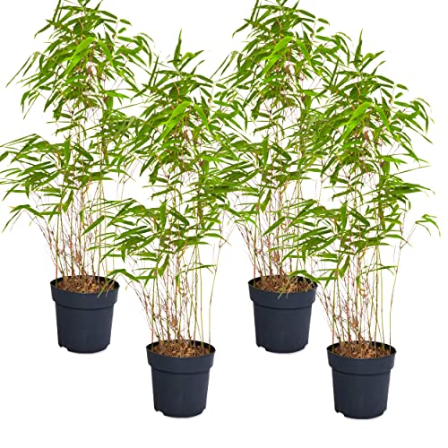 Bambus Fargesia Rufa | 4 Stück | Topf Ø 15 cm Lieferhöhe: 25-30cm | Bambus - Immergrün | Winterharter Schirmbambus für Garten Terrasse und Balkon