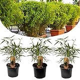 Plant in a Box - Fargesia Rufa Bambus - 3er Set - Bambus Pflanze Winterhart - Topf 13cm - Höhe 25-40cm