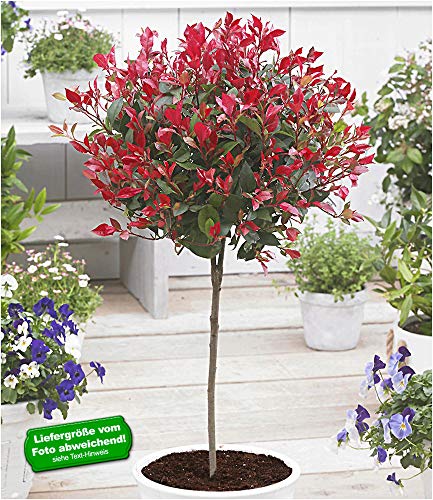 BALDUR Garten Immergrünes Photinia-Stämmchen Little Red Robin® 1 Pflanze Glanzmispel