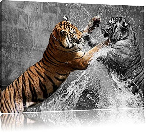 prachtvolle Tiger kämpfen schwarz/weiß Format: 120x80 auf Leinwand, XXL riesige Bilder fertig gerahmt mit Keilrahmen, Kunstdruck auf Wandbild mit Rahmen, günstiger als Gemälde oder Ölbild, kein Poster oder Plakat