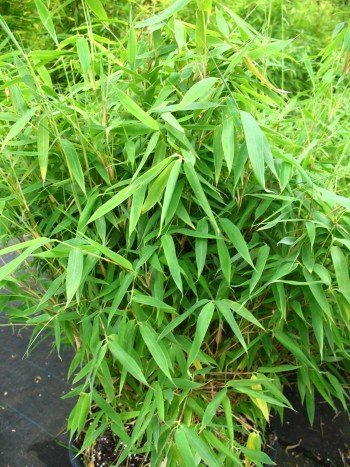 Bambus China Rohrgras Fargesia murielae Jumbo 60-100 cm hoch im 5 Liter Pflanzcontainer