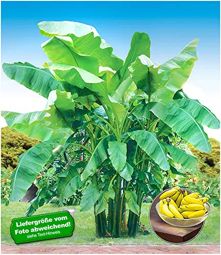 BALDUR Garten Winterharte Bananen 'grün', 1 Pflanze Faserbanane Bananenbaum Musa basjoo Bananenpflanze