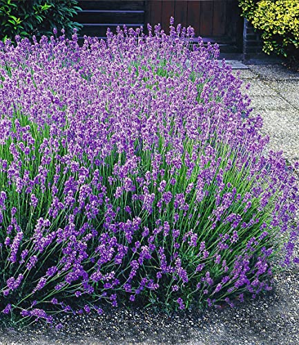 BALDUR Garten Blauer Lavendel Duftlavendel, 3 Pflanzen Lavandula angustifolia echter Lavendel, winterharte Staude, trockenresistent, mehrjährig, bienenfreundlich und schmetterlingsfreundlich, blühend