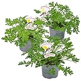 3x Pelargonium Graveolens – Zitronengeranie – Anti-Mücken – Duftend – ⌀10,5 cm – 15-20 cm