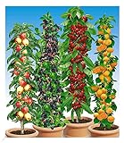 BALDUR Garten Säulen-Obst-Raritäten-Kollektion Apfel, Brombeere, Kirsche + Aprikose, 4 Pflanzen Obstbäume, winterhart, platzsparende Säulen für kleine Gärten, Balkone & Terrassen