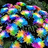 Haloppe 20 Stück Regenbogen-Chrysantheme Blumen Pflanzensamen für die Bepflanzung des Hausgartens, seltene Pflanzensamen für den Innenhof Saatgut