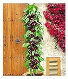 BALDUR Garten Säulenkirsche 'Garden Bing®', 1 Pflanze,Kirschbaum, Prunus avium, winterhart, platzsparende Säule für kleine Gärten, Balkone & Terrassen