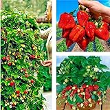 Erdbeerpflanzen 'Albion' Klettererdbeeren, Immertragende ab März - Set mit 10 Pflanzen ERDBEEREN - Winterhart, Mehrjährig Frostbeständig, Sommerertrag für Garten und Balkon