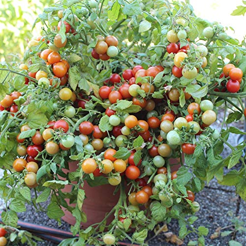 Bajaja Tomatensamen für ca. 15 Pflanzen - pflegeleichte Sorte, Massenertrag