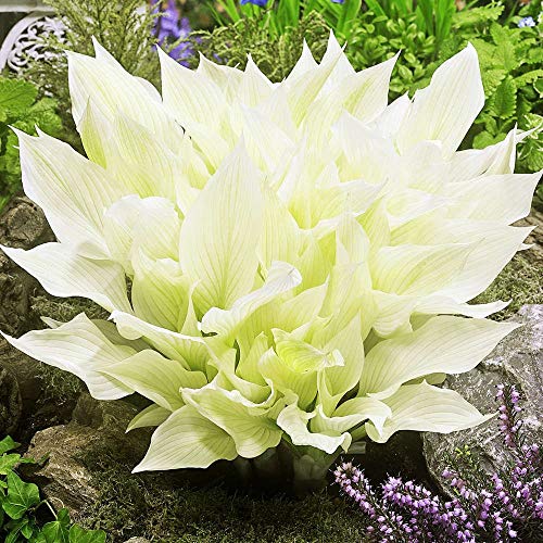 COOTO Garden Cooto Funkien Pflanze Gartenpflanzen winterhart Herzblattlilie | | 1x Rhizome weiße Hosta White Feather