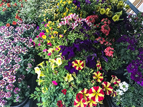 Sommerblumen bunter Mix, 8 schöne Beet & Balkon Pflanzen (z.B Schneeflockenblume, Zauberglöckchen, Verbenen, Petunien...)