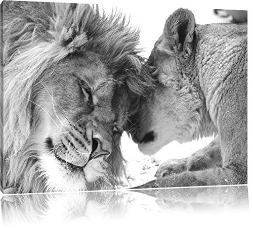 Pixxprint Bezauberndes kuschelndes Löwenpaar schwarz/weiß Format: 120x80 auf Leinwand