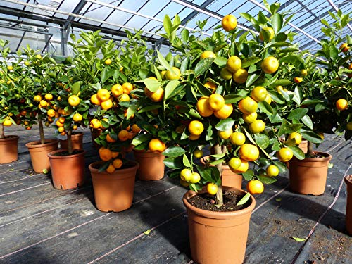 Calamondin Stamm Busch Orange Citrus Mitis 70-90 cm Orangenbaum Calamondino Kalamansi