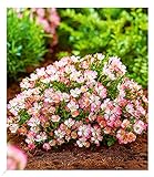 BALDUR Garten Alpin-Rose 'Cutie Pie®', 1 Pflanze, winterhart, wintergrün, kleine, stark duftende Rose, niedrig und kompakt, blühend, bienenfreundlich, Rosa