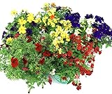 Sommer Blumen Set Nr.1, 3 bunte Beet und Balkonblumen (z.b. Zauberglöckchen, Verbenen, Mini Petunien, Elfenspiegel.....)